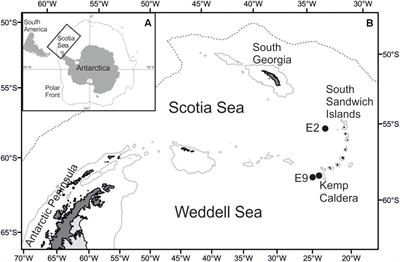 A New Vent Limpet in the Genus Lepetodrilus (Gastropoda: Lepetodrilidae) From Southern Ocean Hydrothermal Vent Fields Showing High Phenotypic Plasticity